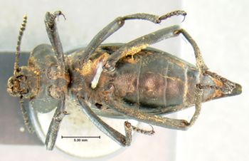 Media type: image;   Entomology 4579 Aspect: habitus ventral view